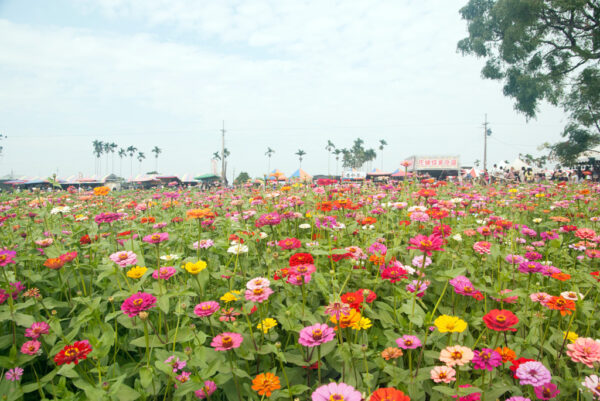 台中國際花毯節花海